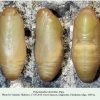 polyommatus thersites pupa daghestan1